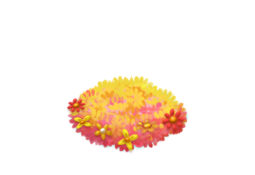 1x1[1].png