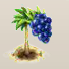 Acai-Beere.png