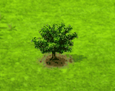 Achacha.gif