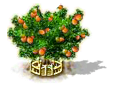 Achacha xxl.png