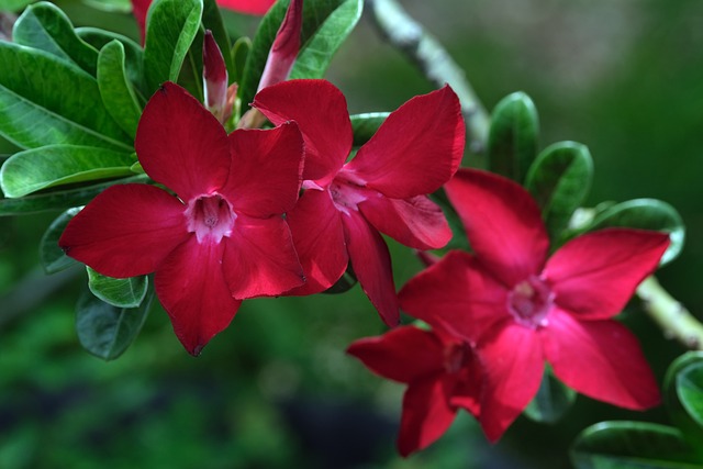 adenium-g33fe03082_640.jpg