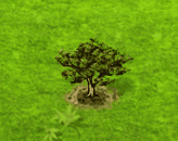 Affenorangenbaum.gif