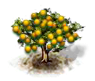 Affenorangenbaum.png