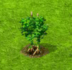 akebie[1].gif