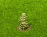 albinoredwood_upgrade_0.gif