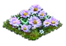 alpineaster.png