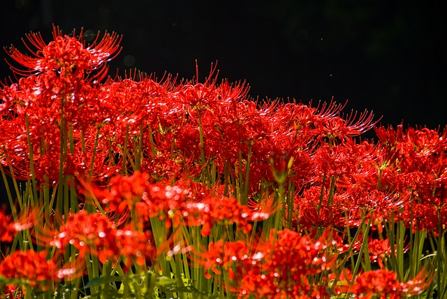 amaryllis-g2fa77eaac_640.jpg