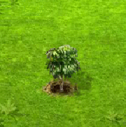 Ambarella.gif