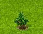Amberbaum.gif