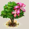 Amherista-Blüte.png