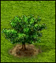 anacham0z5n[1].gif