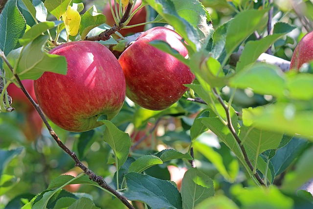 apple-2720105_640.jpg