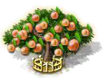 apricot_upgrade_2_Icon.png