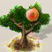Aprikose.png