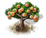 Aprikosenbaum.png