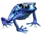 aquamarineFrog.png