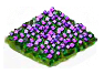 aubrieta_Icon.png