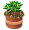 Bahamarama Setzling Bronze.png