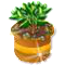 Bahamarama-Setzling Gold.png