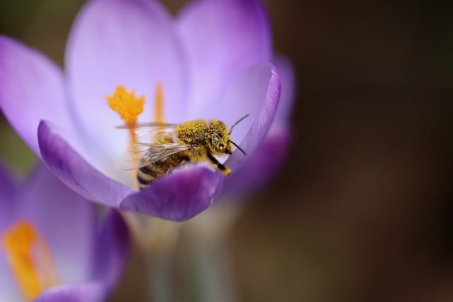 bee-g9c29e3b43_640.jpg
