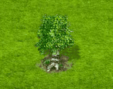 Birke.gif