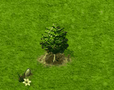 Bitternussbaum.gif