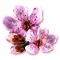 bloomingmar2017cherryblossom[1].png
