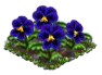 bluepansy.png
