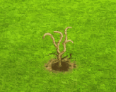 Boojumbaum.gif