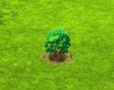 brachychiton_upgrade_0.gif