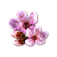 breedingapr2024cherryblossom.png