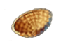 breedingqjan2025q1incubator.png