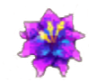 breedingqmay2025q3mamblossom.png