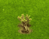 bristleconepine_upgrade_0.gif