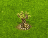 bristleconepine_upgrade_1.gif