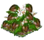 buckwheat.png