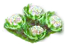 cauliflower_Icon.png
