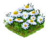chamomile_Icon.png