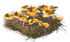 chanterelle_Icon.png