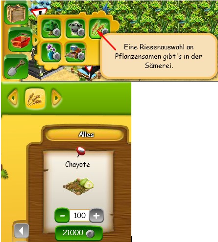 Chayote im Inselshop.jpg