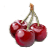 cherry_giant_yield.png