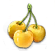 cherry_yellowcartilage_yield.png