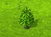 chileanpine_upgrade_0.gif