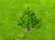 chileanpine_upgrade_2.gif