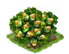 cobnut_Icon.png