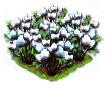 cotton_Icon.png