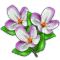 countrylayerjul2018blossom_shopsale[1].png