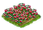 cranberry_Icon.png