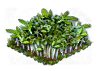 cress_Icon.png