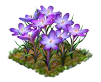 crocus_Icon.png